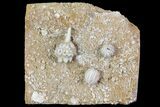 Fossil Crinoid (Dorycrinus) & Blastoid (Globoblastus) - Missouri #80798-1